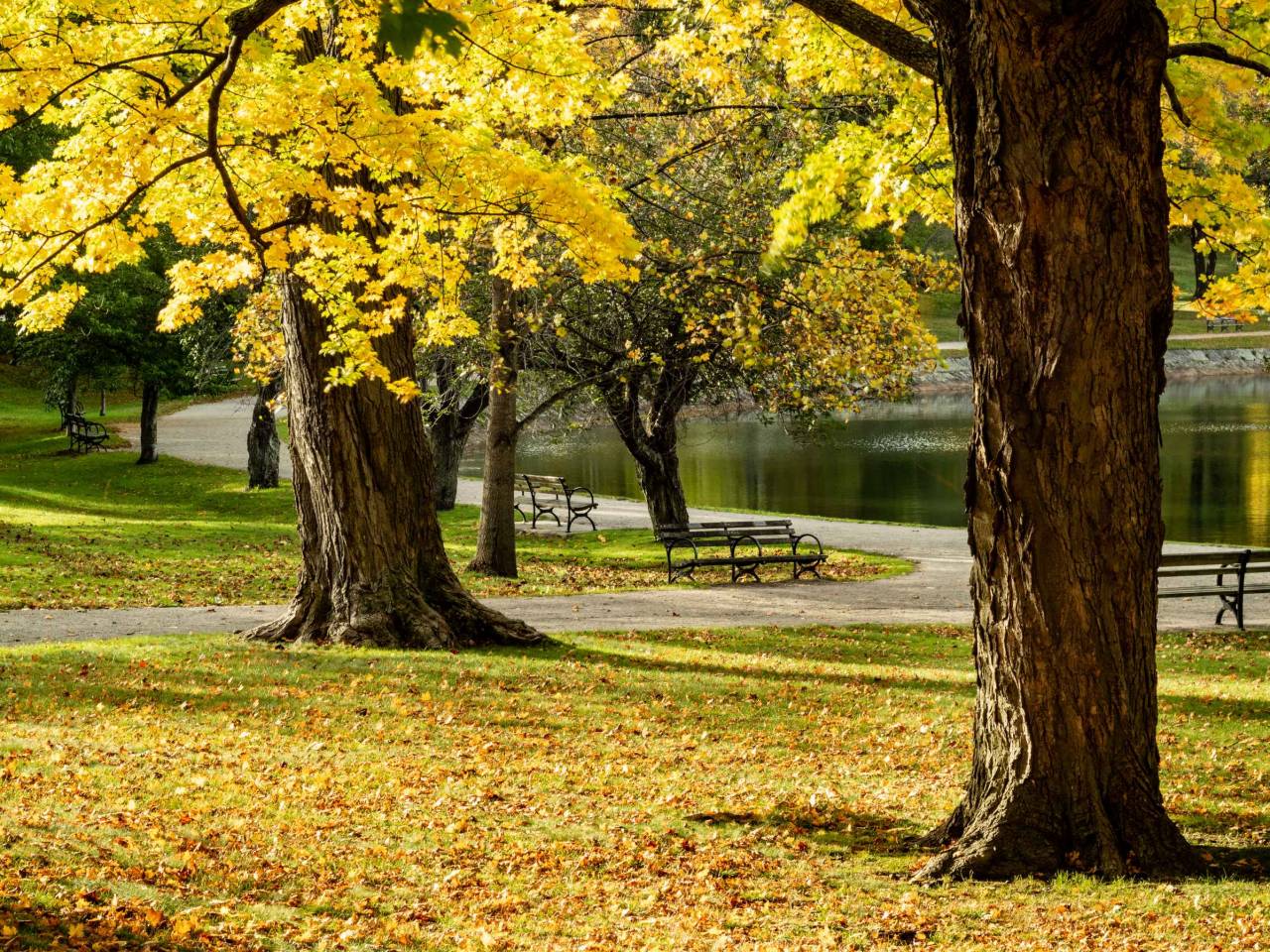 Jogging path around Massachusetts reservoir surrounded by colorful fall foliage on sunny October day.