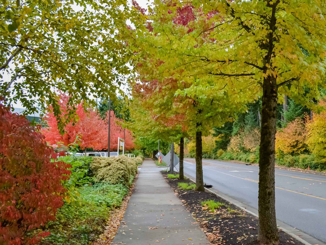 Redmond WA - City views