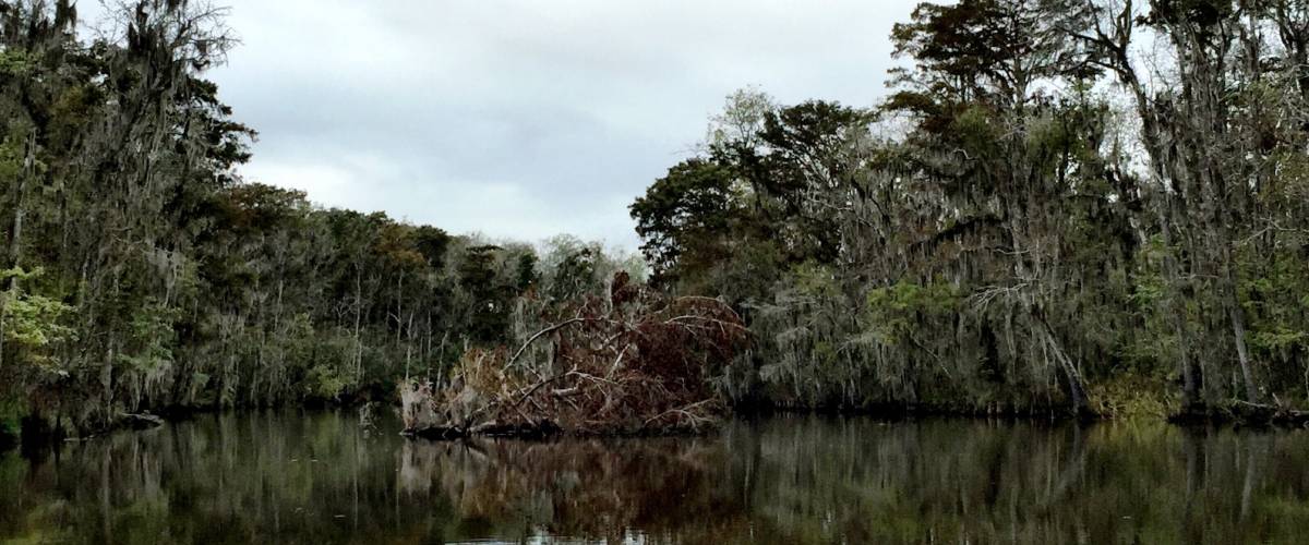 Honey Island Swamp