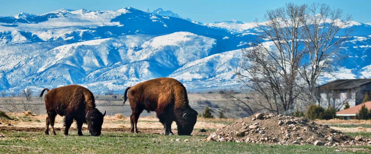 Two Bison In Sheridan Wyoming