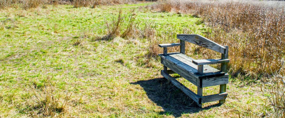 weathered wooden bench amid golden prairie grass and trees in the Texas Hill Country
