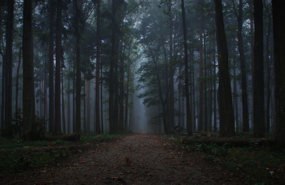 The woods ©Pavel Brychta/Shutterstock.com